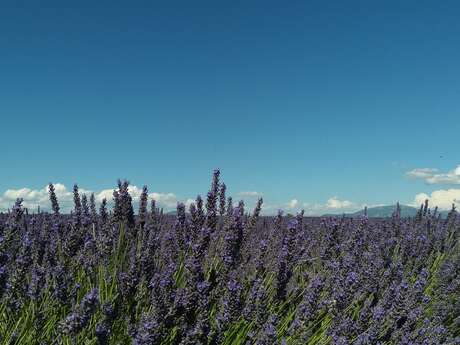 Le Plateau de Valensole