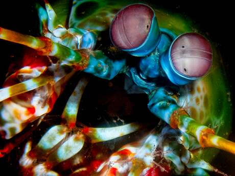 Exposition - Nature championne & inspirante