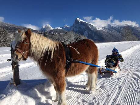 Balade à poney ou en poney-luge