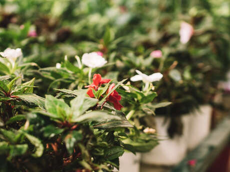 Grafiteria, marché de plantes et arbres gratuits