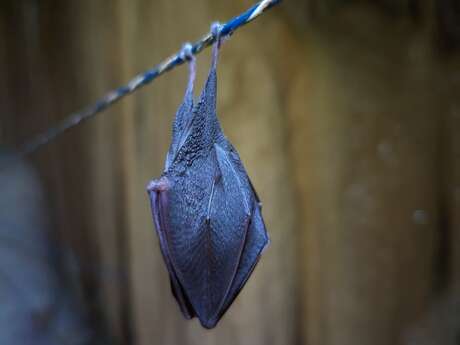 Spéléologie dans la grotte de St Aupre avec CORDI'CA