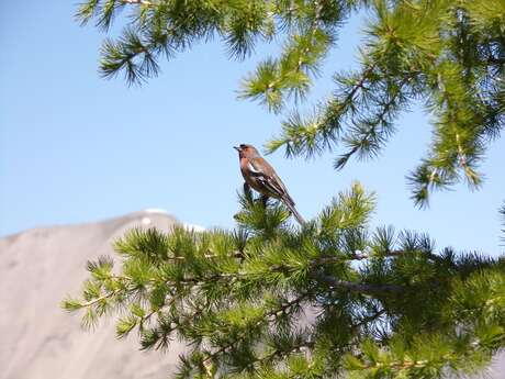 Récital d'oiseaux : la ballade de la Réserve