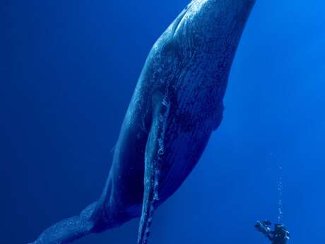 Ecran Nature : Des Baleines, Des Tortues et Des Hommes