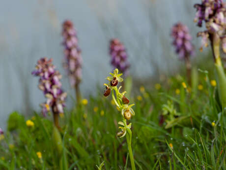 À la découverte des digues et déblais de l’Islon de la Barthelasse