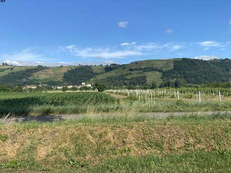 Rando Wine au Domaine Les Terriens