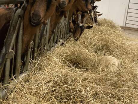 Les chèvres de Limagne - GAEC Persi Agri