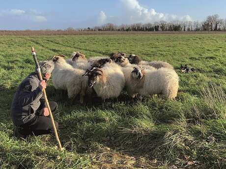 Guided tour: An unusual flock: Meet a maritime shepherd.