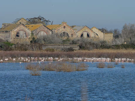 Les oiseaux du site Natura 2000 des étangs entre Istres et Fos
