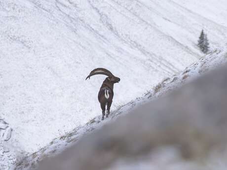 Guided walks - Alps'Chill