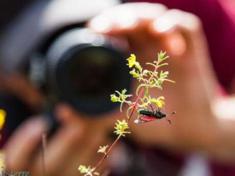 Regards sur la nature