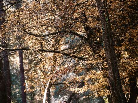 Trail du Pays Vençois