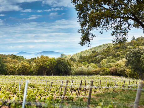 Visite de cave et dégustation de vins (agriculture Biologique)