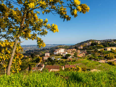 Excursion Mimosa en autocar - partez découvrir les massifs en fleurs