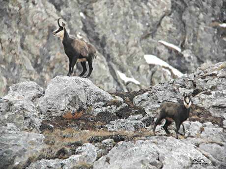 Randonnée journée en Clarée avec observation de la faune - Terres de Trek