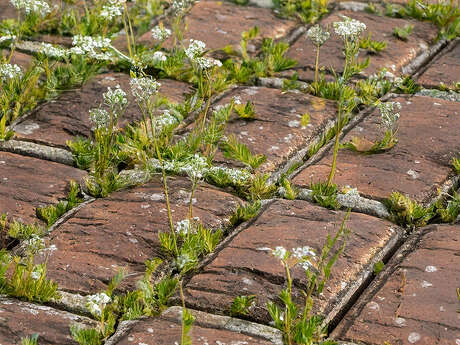 Discovery of wild plants in the streets