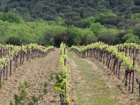 Randonnée : Autour du Domaine d'Arène