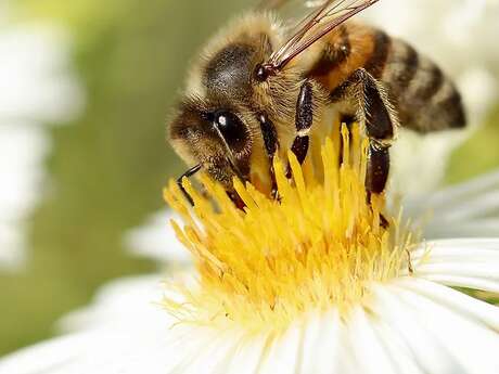 Marie Ciosi : productrice de miel