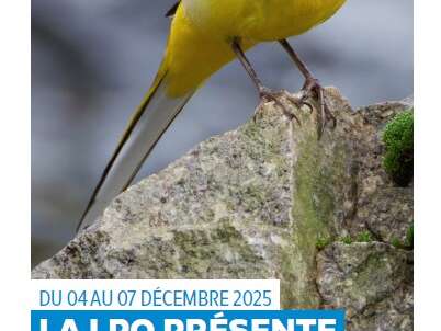 Rochefort, ville aux oiseaux