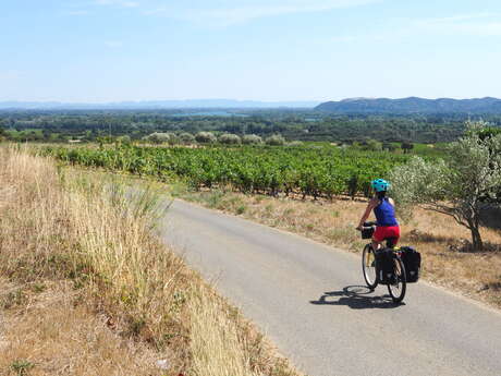 EV17 - ViaRhôna Etappe 18 - Caderousse > Avignon