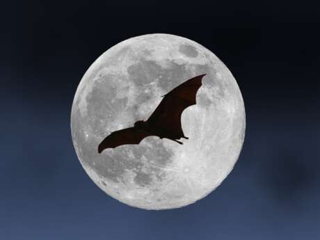 Conférence et sortie terrain avec le Parc - La nuit de la chauve souris