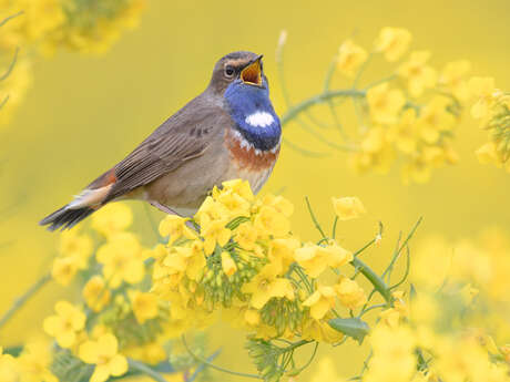 Identification visuelle et auditive des oiseaux de l’Île de Ré
