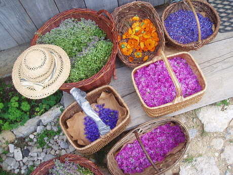 Plantes du Cul du Bois