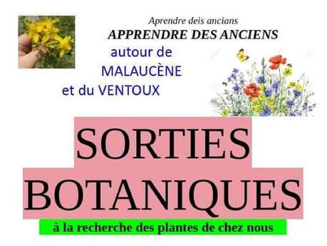 Sortie botanique à la recherche des plantes de chez nous : Ventoux