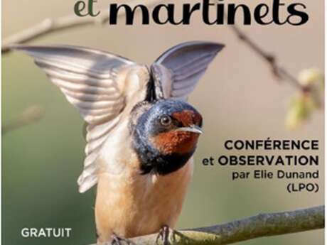 Conférence Observation : Hirondelles et martinets