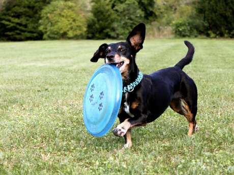 Balade canine avec le toutourisme