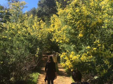 Balades Guidées: Tanneron, le mimosa et les plantes à parfum du Massif