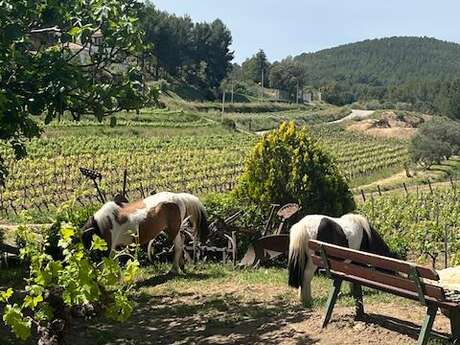 Insolite Wine Tour: Sur les traces de Don Bosco