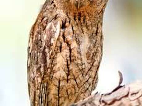 Sortie nature : A la rencontre du hibou petit duc