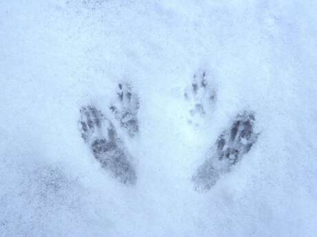 Découverte traces et indices de la faune