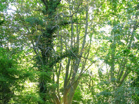 Parc de la Poudrerie Saint-Chamas - Miramas
