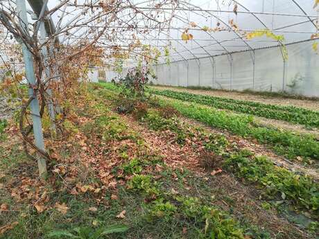 Jardin Élément Terre