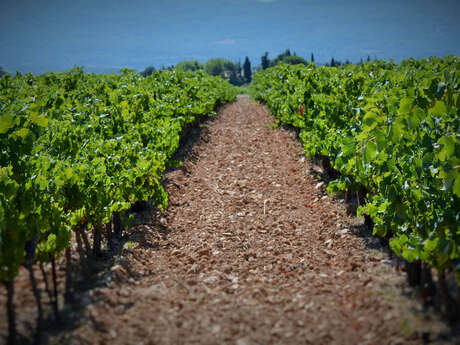 Les vignerons du Mont Sainte-Victoire