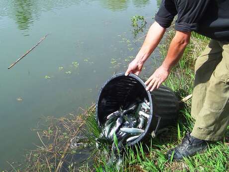 Les plans d'eau de pêche à la truite en Tarn et Garonne