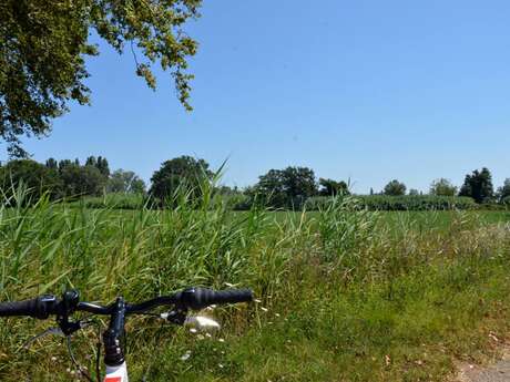 Cycling from Crau to the Vigueirat marshes.