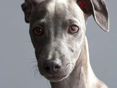 Nationale d'élevage : Greyhounds