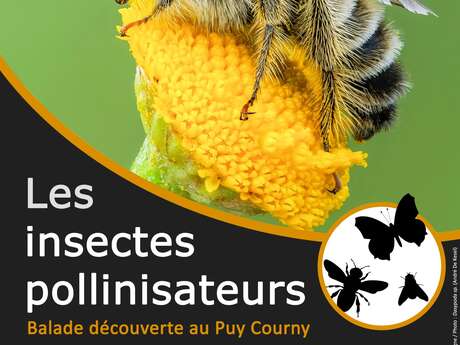Balade découverte : les insectes pollinisateurs du Puy Courny