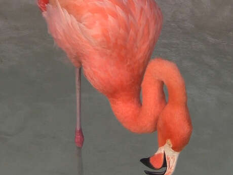 Projection Laure Prouvost "Dit Peur"