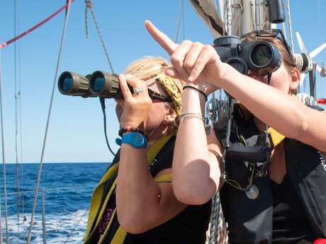 Voyage scientifique : étude des cétacés de Méditerranée à la voile