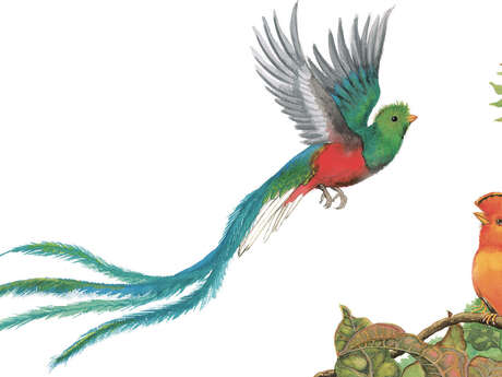 Expositions "les Oiseaux"