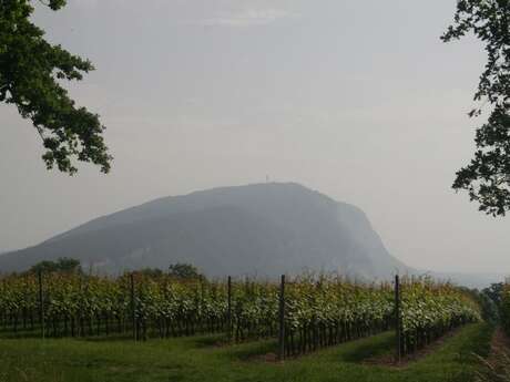 Point de Vue Vignes de Carra