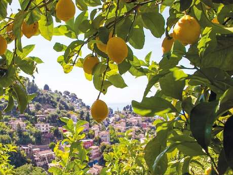 Lemon Festival - Lemon Hike