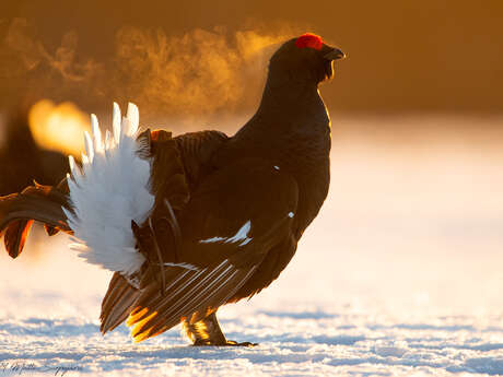 Escape Game : "Sauvez le Tétras"