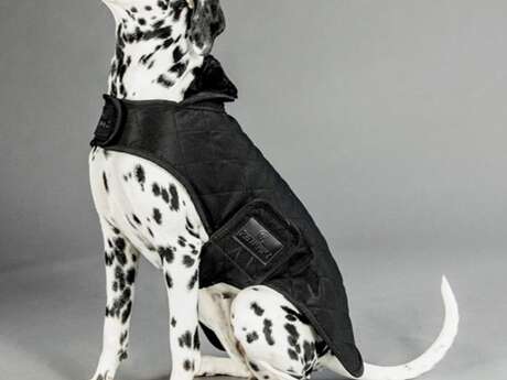 Atelier couture - habit pour chien