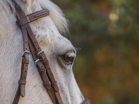 Balades à cheval et à poney