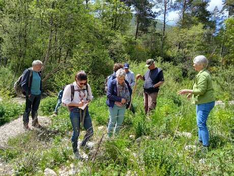 Balade botanique :  L'histoire des plantes du Haut-Var