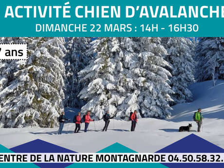 Activité chien d'avalanche